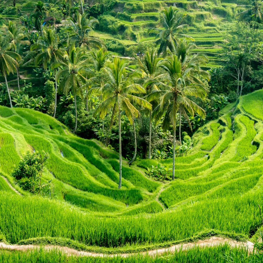 Rizières d'Ubud